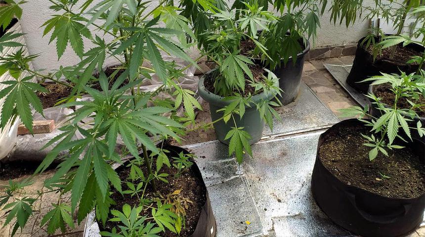 Çatı katında sera kurup, Hint keneviri yetiştirdi