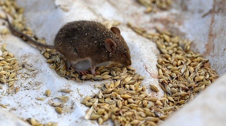 Avustralya'da fare istilası y&uuml;z&uuml;nden mahkumlar başka cezaevlerine nakledildi