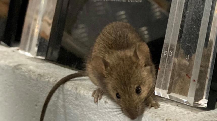 Avustralya'nın fare kabusu bitmiyor! Şimdi de cezaevi boşaltılacak