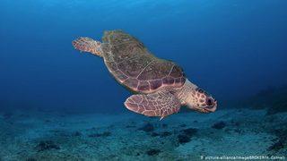 WWF: Akdeniz büyük tehdit altında