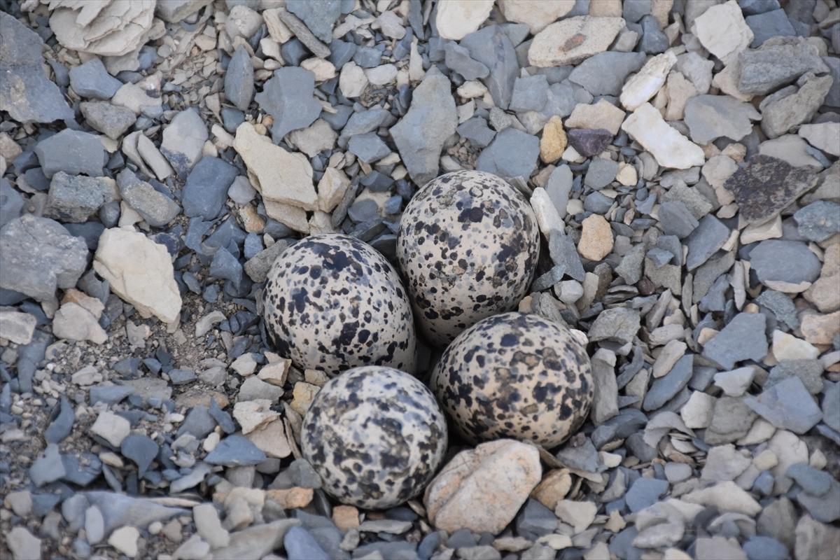 Şırnak'ta inşaat alanına yuva yapan "b&uuml;y&uuml;k kız kuşu" i&ccedil;in &ccedil;alışma kısmen durduruldu