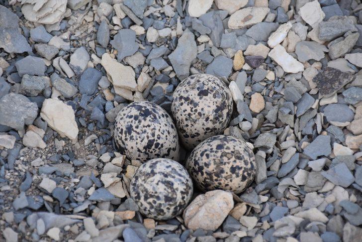Şırnak'ta inşaat alanına yuva yapan "büyük kız kuşu" için çalışma kısmen durduruldu G1