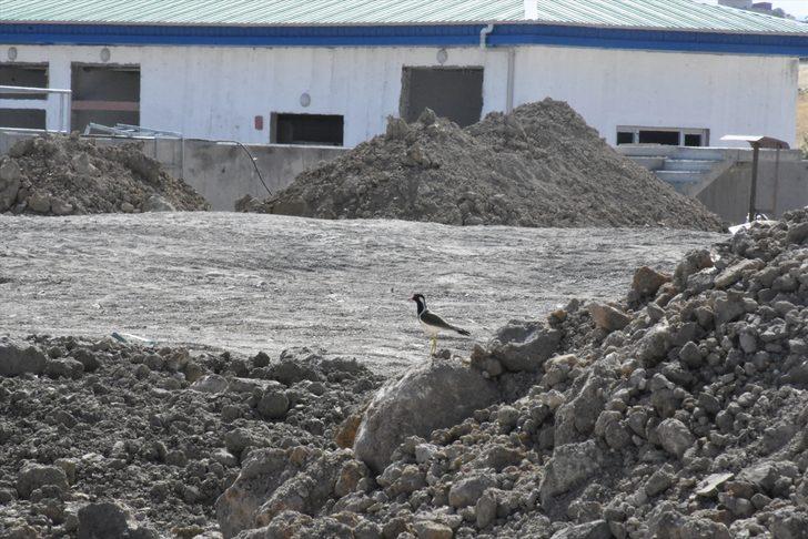 Şırnak'ta inşaat alanına yuva yapan "büyük kız kuşu" için çalışma kısmen durduruldu G2