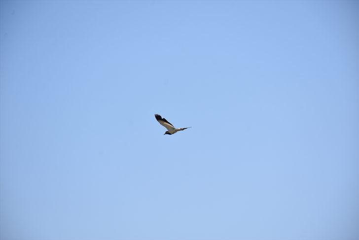 Şırnak'ta inşaat alanına yuva yapan "büyük kız kuşu" için çalışma kısmen durduruldu G3