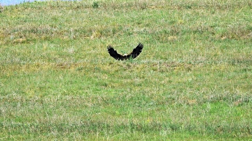 Türkiye’de 80 çift kalan şah kartalının yılan avı görüntülendi