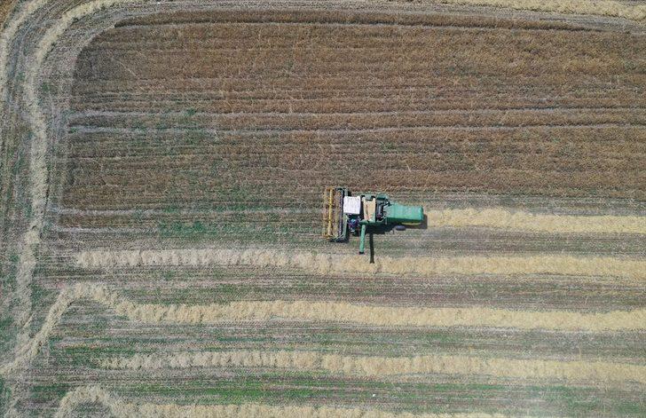 Edirne'de yağışlar nedeniyle ara verilen arpa hasadı başladı G1