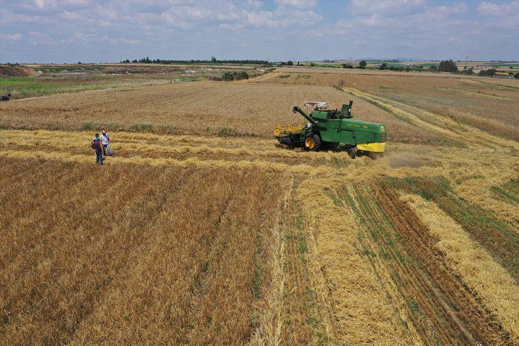 Edirne'de yağışlar nedeniyle ara verilen arpa hasadı başladı G2