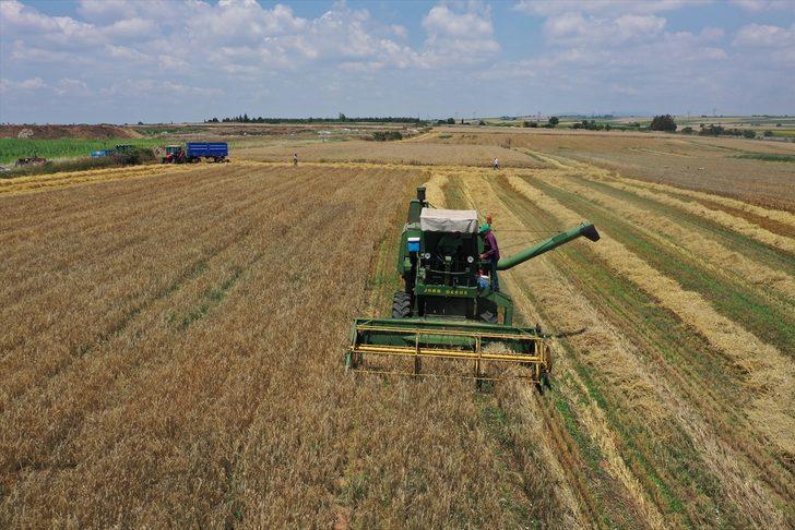 Edirne'de yağışlar nedeniyle ara verilen arpa hasadı başladı G3