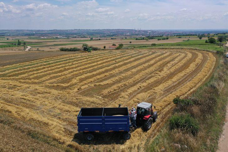 Edirne'de yağışlar nedeniyle ara verilen arpa hasadı başladı G5