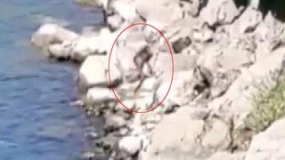 Nesli tükenme tehlikesi altındaki su samuru Fırat Nehri'nde görüntülendi