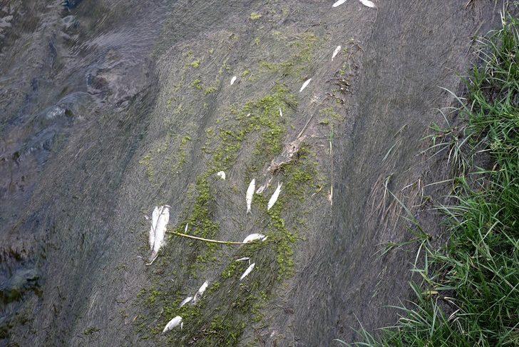 Kızılırmak'ta balık ölümlerinin nedeni araştırılıyor G1