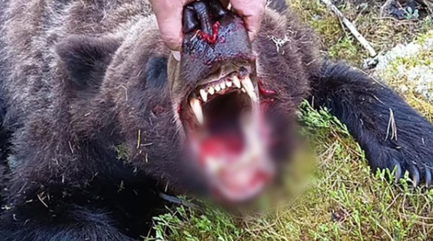 Rusya'da dehşet anları! Ayı çocuğa saldırdı, gördükleri manzara kan dondurdu