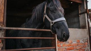 TİGEM 43 baş safkan Arap koşu tayı satacak