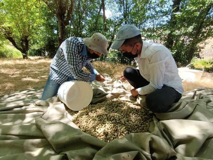 Coğrafi işaret alan Sivan dut pekmezi tatlı yolculuğuna bu yıl da başladı G5