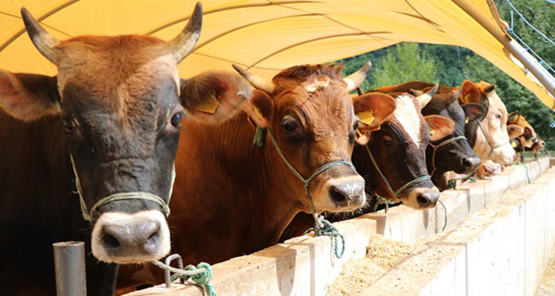 Kurban bayramına ka&ccedil; g&uuml;n var? Kurban bayramı ne zaman? 