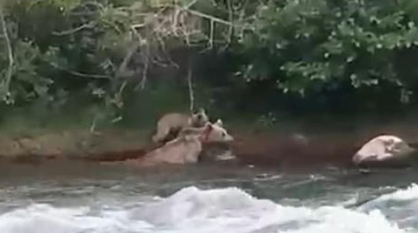 Anne kalbi! Yavru tedirgin oldu, anne vazgeçti