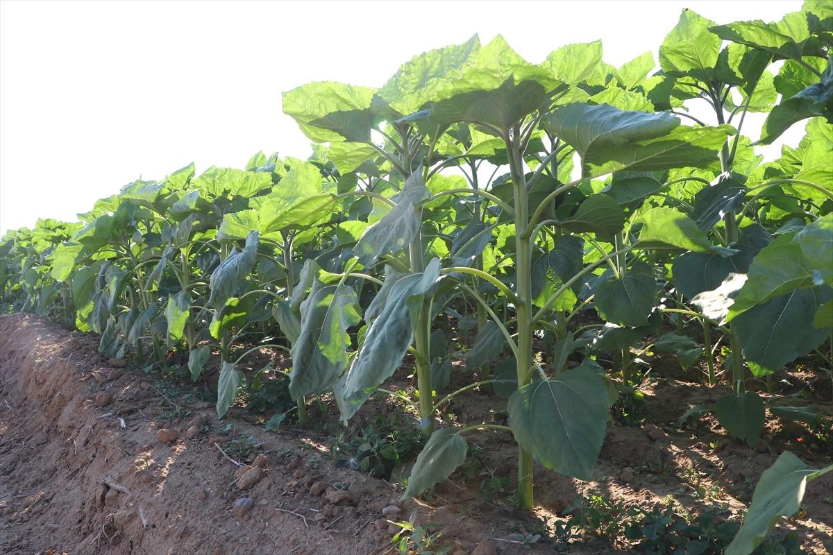 Aldığı yağışla y&uuml;z&uuml;n&uuml; verime d&ouml;nen ay&ccedil;i&ccedil;eği, Trakya &ccedil;ift&ccedil;isinin y&uuml;ksek rekolte umudunu artırdı