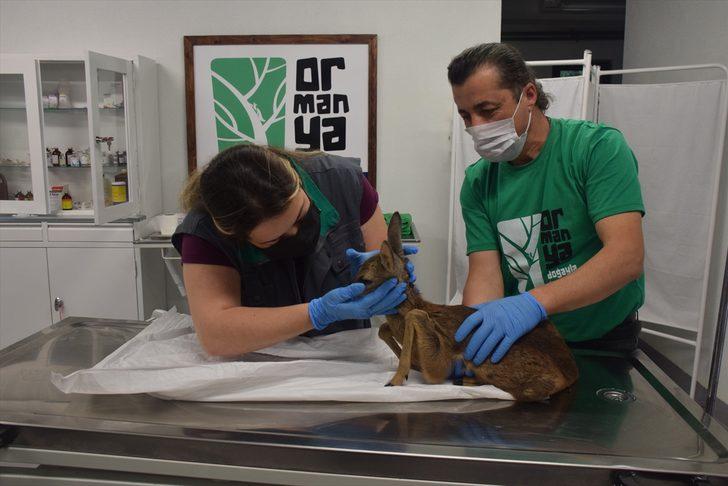 Yaralı yabani hayvanların bakım ve tedavisi Ormanya'da emin ellerde G2