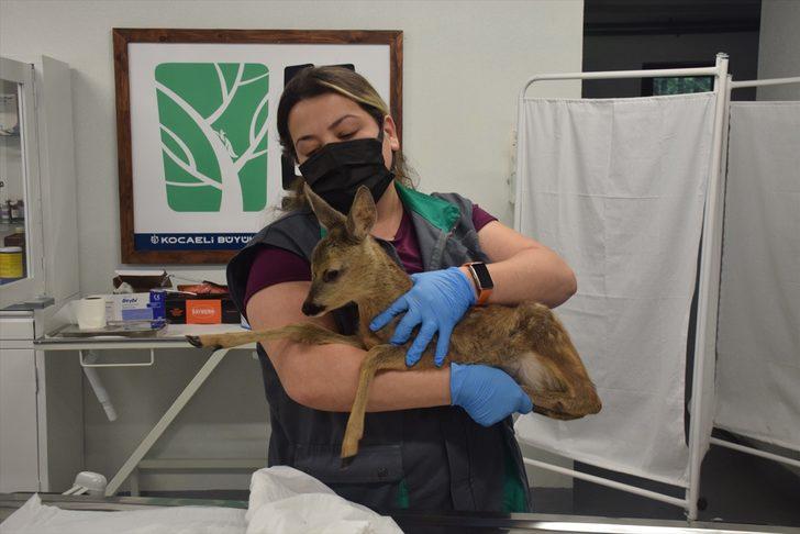 Yaralı yabani hayvanların bakım ve tedavisi Ormanya'da emin ellerde G3