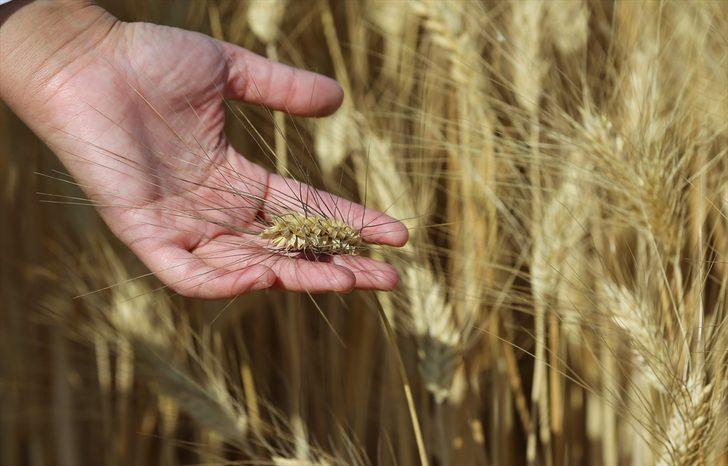 Mardin'de bu sezon 800 bin ton buğday üretildi G1