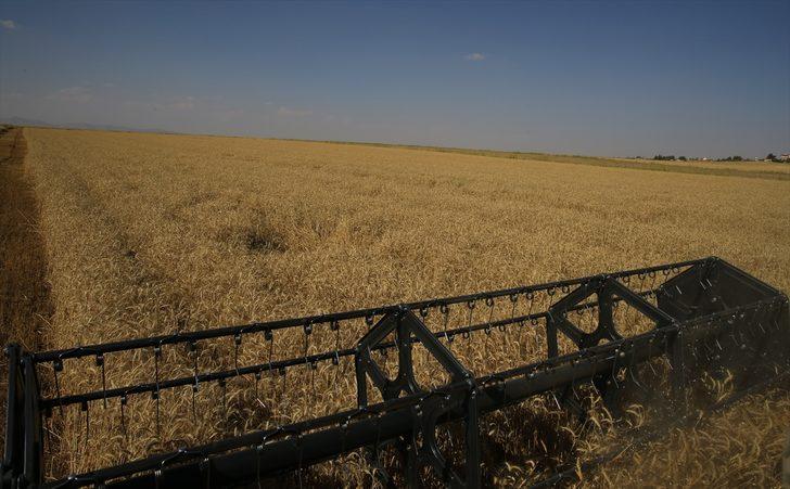 Mardin'de bu sezon 800 bin ton buğday üretildi G2