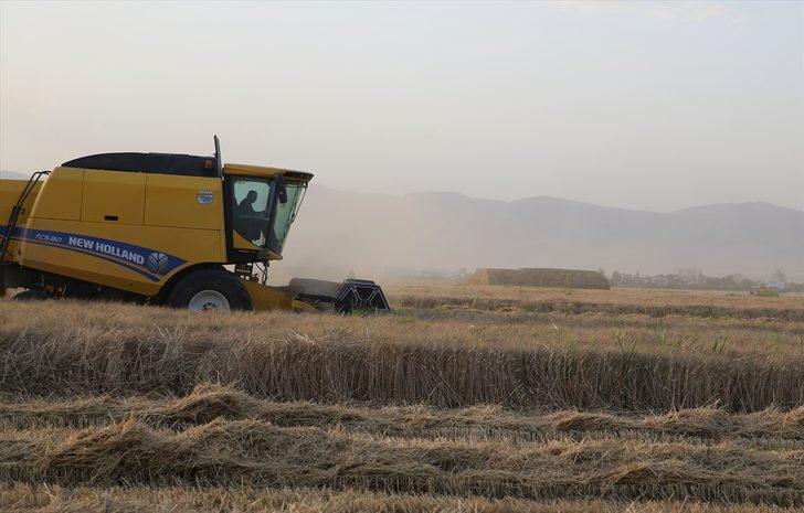 Mardin'de bu sezon 800 bin ton buğday üretildi G4