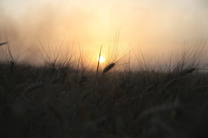 Mardin'de bu sezon 800 bin ton buğday üretildi G5