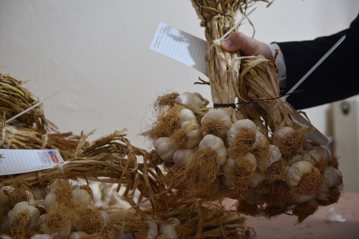 AB tescilli Taşk&ouml;pr&uuml; sarımsağının kalitesi "takip sistemi" ile kontrol altında tutulacak