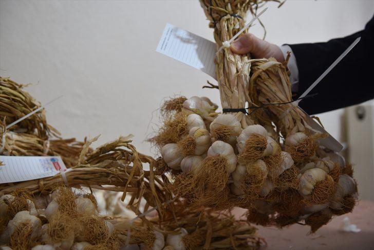 AB tescilli Taşköprü sarımsağının kalitesi "takip sistemi" ile kontrol altında tutulacak G1