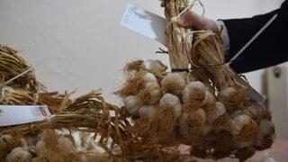 AB tescilli Taşköprü sarımsağının kalitesi takip sistemi ile kontrol altında tutulacak