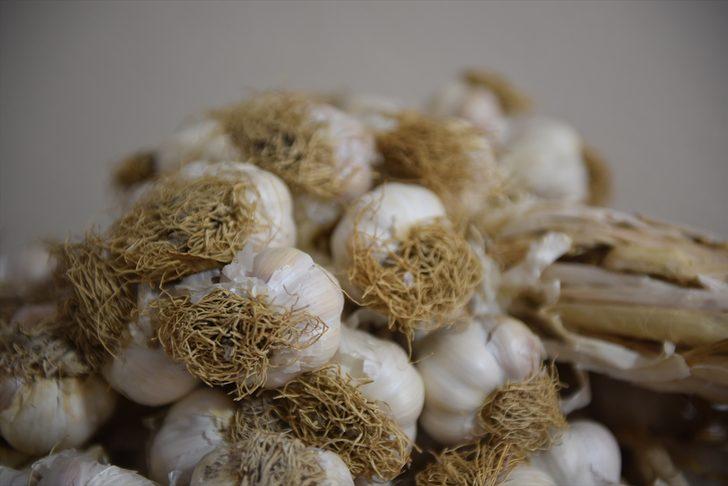 AB tescilli Taşköprü sarımsağının kalitesi "takip sistemi" ile kontrol altında tutulacak G2