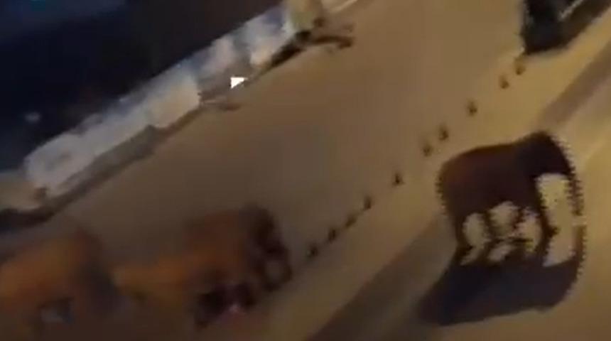 Fil sürüsünün 500 kilometrelik esrarengiz yolculuğu bilim insanlarını şaşırtıyor