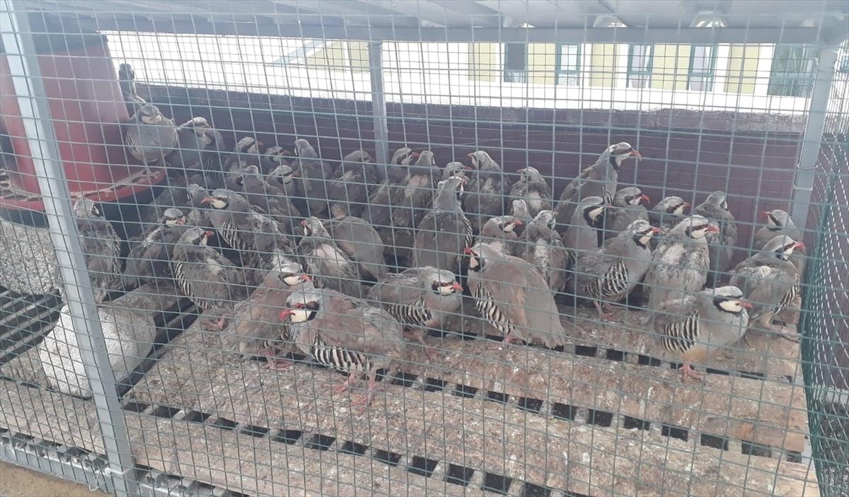 Konya'da izinsiz keklik bulunduran kişiye 61 bin 390 lira ceza