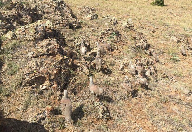 Konya'da izinsiz keklik bulunduran kişiye 61 bin 390 lira ceza G3