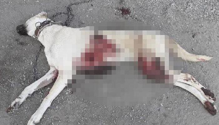 Adana'da vahşet! İki Kangal köpeğini bıçaklayarak öldürdüler