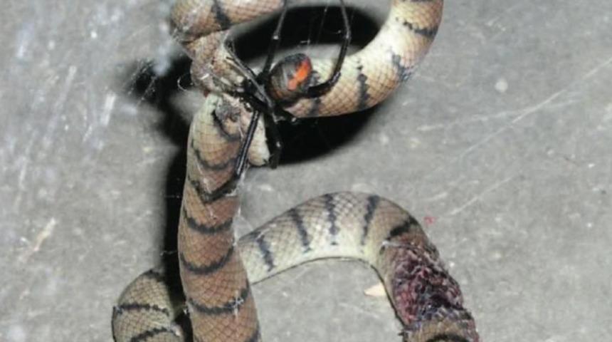 Kimsenin aklına gelmez! Yılanlar örümcekler karşısında avcı değil av oluyor
