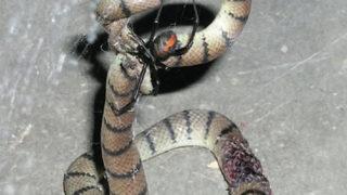 Kimsenin aklına gelmez! Yılanlar örümcekler karşısında avcı değil av oluyor