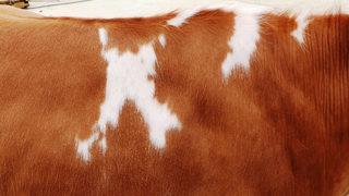 Yüzlerce kişi istedi! Ne olursa olsun ineğini kimseye satmıyor