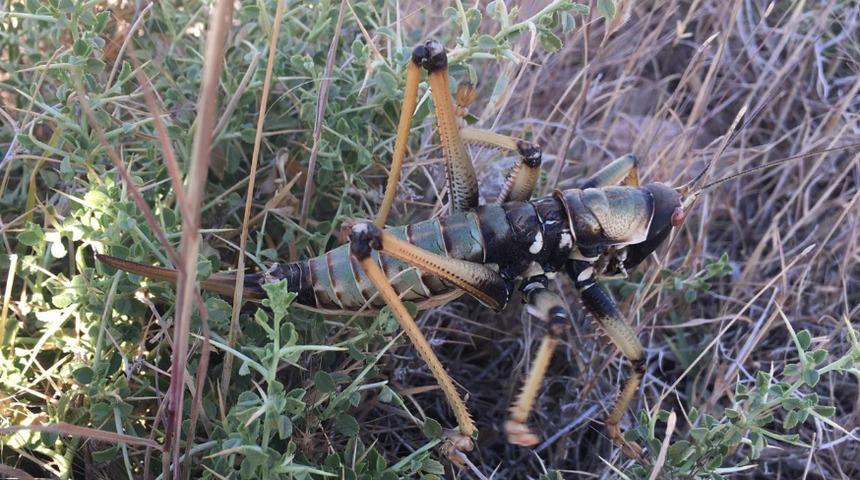 Görenleri şaşkına çeviren çekirge! Etcil ve büyüklüğü 20 santimetre