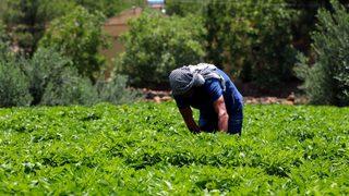 Yılda üç kez toplayıp, yurt dışına ihraç ediyorlar