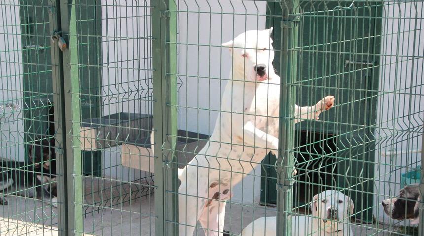 Bu k&ouml;pekleri beslemenin cezası 11 bin TL