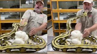 Milyonlarca kişiyi dehşete düşüren an! Dev piton yüzünü ısırdı