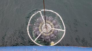 ODTÜ'den Marmara Denizi'nde kritik çalışma! İşte çarpıcı sonuçlar