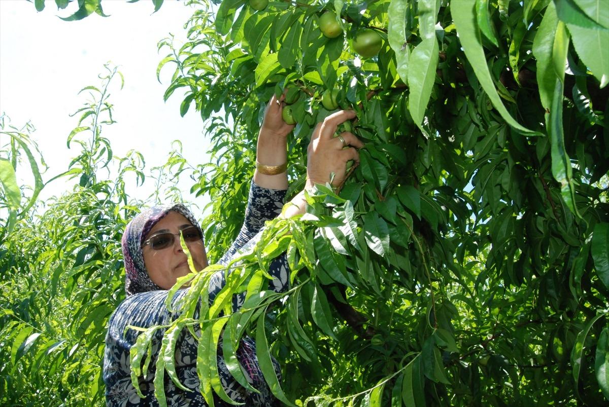 Kazdağları'nın coğrafi işaretli &uuml;r&uuml;n&uuml; "Bayrami&ccedil; beyazı"nın hasadına başlandı