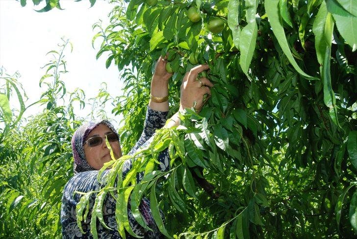 Kazdağları'nın coğrafi işaretli ürünü "Bayramiç beyazı"nın hasadına başlandı G1