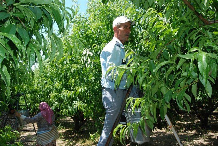 Kazdağları'nın coğrafi işaretli ürünü "Bayramiç beyazı"nın hasadına başlandı G2