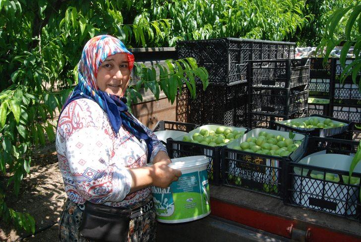 Kazdağları'nın coğrafi işaretli ürünü "Bayramiç beyazı"nın hasadına başlandı G3