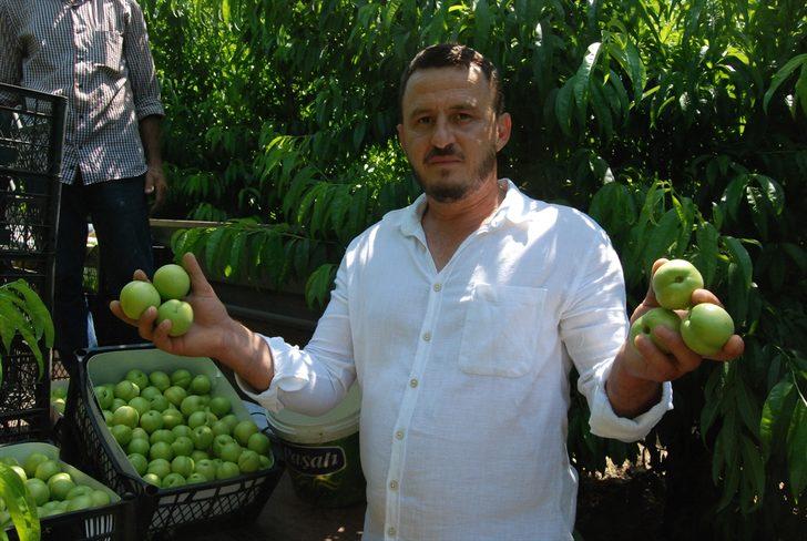 Kazdağları'nın coğrafi işaretli ürünü "Bayramiç beyazı"nın hasadına başlandı G4