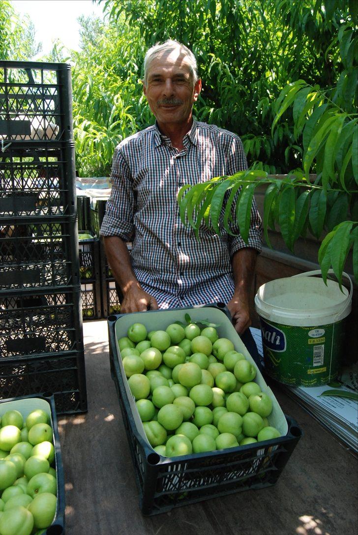 Kazdağları'nın coğrafi işaretli ürünü "Bayramiç beyazı"nın hasadına başlandı G5