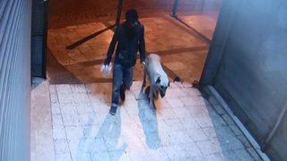 Tetikçi sapık çıktı! Sokak köpeğini öldürüp tecavüz etmiş